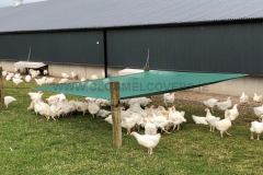 Sun Shade for Poultry